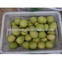 Fresh Shandong Pear